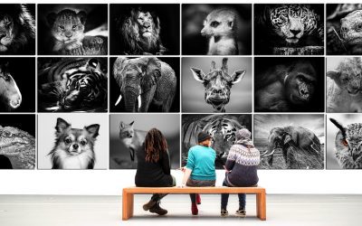 jQuery for Beginners: How to Embed a Gallery