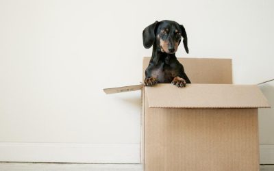 The Psychology of Moving: Understanding the Emotional Side of Relocation